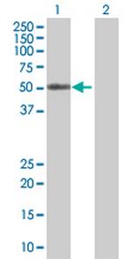 HCRTR2 Polyclonal Antibody, MaxPab™