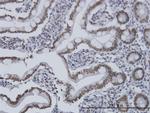 HDAC1 Antibody in Immunohistochemistry (Paraffin) (IHC (P))
