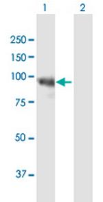 HELLS Polyclonal Antibody, MaxPab™