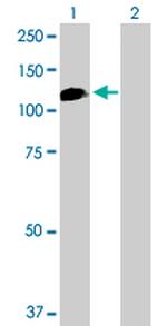 HELLS Polyclonal Antibody, MaxPab™