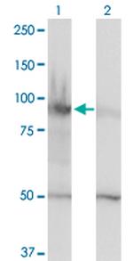 HELLS Monoclonal Antibody (1D10)