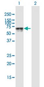 HEXA Polyclonal Antibody, MaxPab™