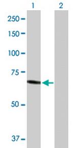 HEXA Polyclonal Antibody, MaxPab™