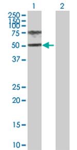 HGD Polyclonal Antibody, MaxPab™