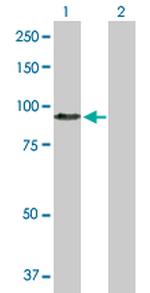 HGF Polyclonal Antibody, MaxPab™