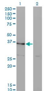HHEX Monoclonal Antibody (4E9)