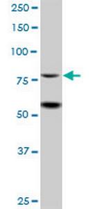 ZBTB48 Polyclonal Antibody, MaxPab™
