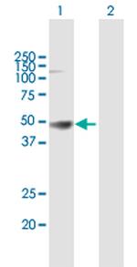 HLA-A Polyclonal Antibody, MaxPab™