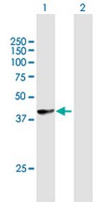 HLA-B Polyclonal Antibody, MaxPab™