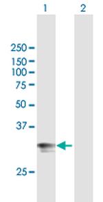 HLA-DPA1 Polyclonal Antibody, MaxPab™
