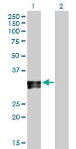 HLA-DPA1 Polyclonal Antibody, MaxPab™