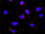 HLA-DQA1 Antibody in Proximity Ligation Assay (PLA) (PLA)