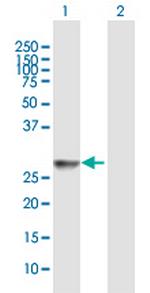 HLA-DRB3 Polyclonal Antibody, MaxPab™