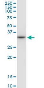 HLA-DRB4 Polyclonal Antibody, MaxPab™