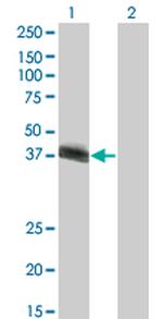 HLF Monoclonal Antibody (M1)