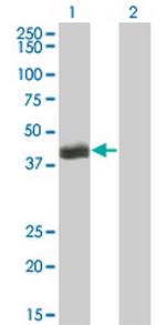 HLF Antibody in Western Blot (WB)