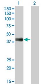 HLF Monoclonal Antibody (2C9)