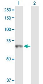 HLX Polyclonal Antibody, MaxPab™