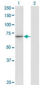 HLX1 Monoclonal Antibody (1B9)