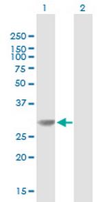 HMGB1 Antibody in Western Blot (WB)