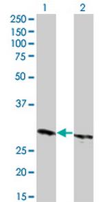HMGB1 Monoclonal Antibody (1B2)