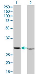 HMGB1 Monoclonal Antibody (1D9)