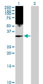 HMGB2 Polyclonal Antibody, MaxPab™