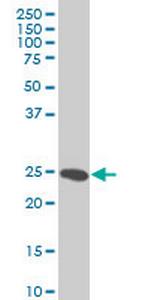 HMGB2 Monoclonal Antibody (3C7)