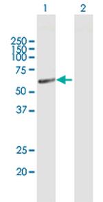 HMGCS1 Polyclonal Antibody, MaxPab™