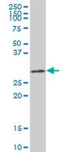 HMOX1 Antibody in Western Blot (WB)