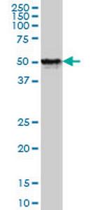 FOXA1 Antibody in Western Blot (WB)