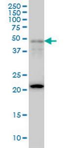 FOXA2 Monoclonal Antibody (2F12)