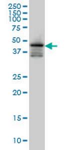 FOXA2 Monoclonal Antibody (8H5)