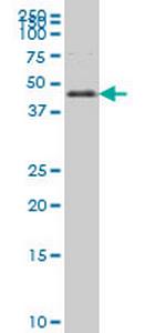 FOXA2 Monoclonal Antibody (6C12)