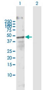 FOXA3 Polyclonal Antibody, MaxPab™