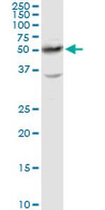 HNF4A Antibody in Western Blot (WB)