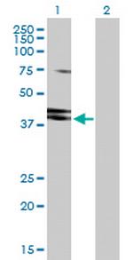 HNRNPD Polyclonal Antibody, MaxPab™