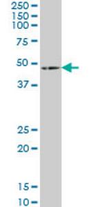 HOXA5 Monoclonal Antibody (3B9)