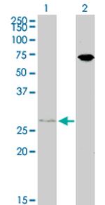 HOXB7 Monoclonal Antibody (4A3)