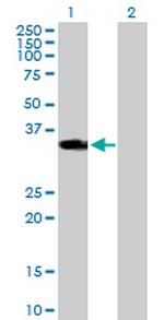 HOXD1 Polyclonal Antibody, MaxPab™