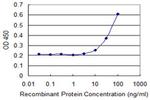 HOXD3 Monoclonal Antibody (3C2)
