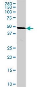 HPD Monoclonal Antibody (2F3)