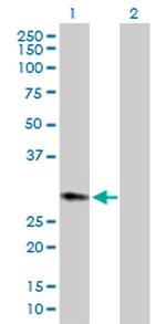 HPGD Polyclonal Antibody, MaxPab™