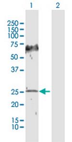 HPGD Polyclonal Antibody, MaxPab™