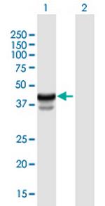 HPR Polyclonal Antibody, MaxPab™
