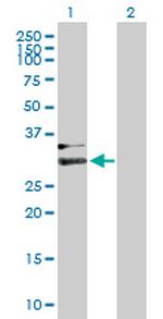 HPX Polyclonal Antibody, MaxPab™