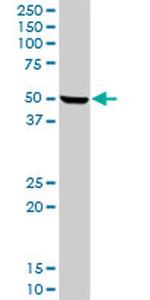 HPX Antibody in Western Blot (WB)