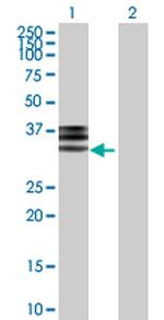 HPX Polyclonal Antibody, MaxPab™