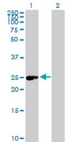 ERAS Polyclonal Antibody, MaxPab™