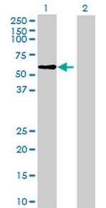 HRB Polyclonal Antibody, MaxPab™